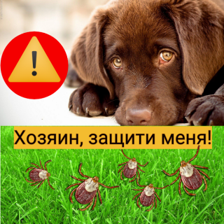 Напоминаем о необходимости регулярных обработок от клещей
