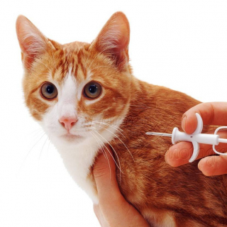 Чипирование кошек и собак