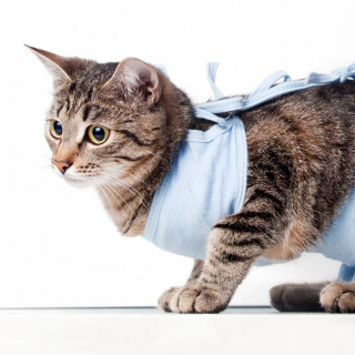 Стерилизация кошек